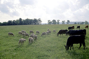 300px-Cattle_and_sheep